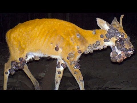 Gefährliche Tiere, Die Du Niemals Anfassen Solltest