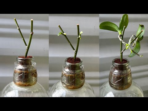 Just coffee! The orchid immediately sprouts on the branch and blooms all year round.