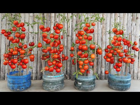 DIY Plastic Bottle Tomato Garden Fresh Veggies at Home! Easy How To