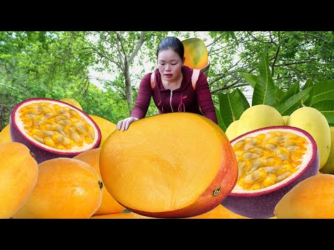 Harvesting GIANT WILD FRUIT in Mountains Forest - Sell at Market | All Harvest Day of Trieu Huong