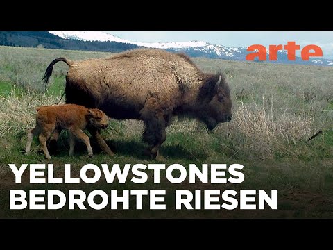 Bisons, die sanften Riesen von Montana | GEO Reportage | ARTE Fernweh