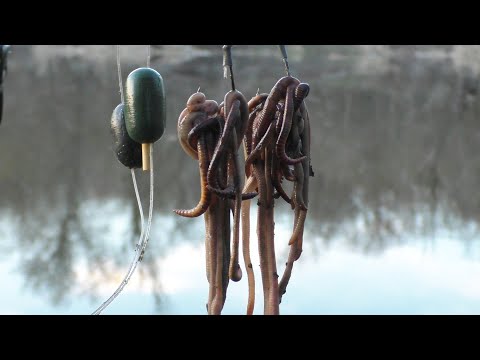 Первая рыбалка на сома 2025. Безрыбная, но долгожданная