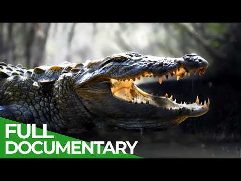 Wild Assassins – Deadly Fangs | Free Documentary Nature