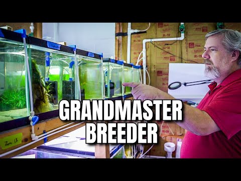 Youve NEVER Seen a Fish Room Like This! Over 100 Tanks!