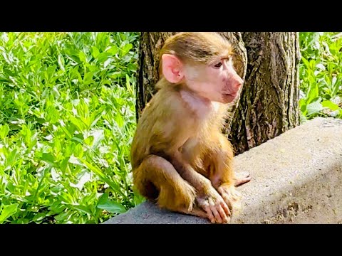 Manyashka doesn't know WHAT TO DO, she can't approach her friend Mayechka, but she's not going to...