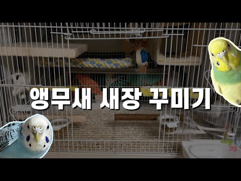 앵무새 새장 같이 꾸며봐요 💐 (+용품 추천)ㅣ 리프패럿, 마이버드샵, 버디스파이, 보키샵, 아가새농장, 앵무새 연구소, 푸롱이네ㅣ 앵무새 새장 꾸미기