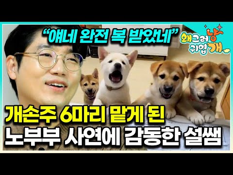 “4개월이라고요?!” 할머니, 할아버지 사랑 듬뿍 받아 쑥쑥 큰 6남매 강아지. 동네 민폐견에서 모범견으로 바뀔 수 있을까? │#왜그러냥귀엽개