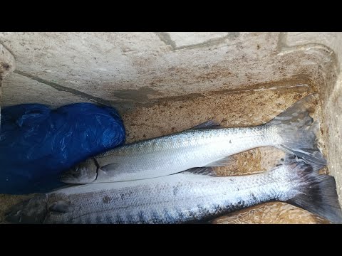 December 24 pamasko ... Dalawang peraso Barracuda.