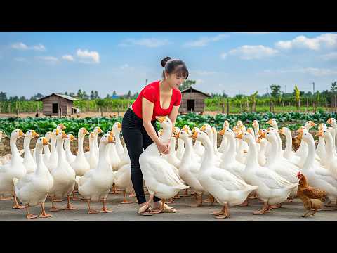 TIMELAPSE -- Harvest 100Kg Giant Forest Goose & Rare Goose Egg, Cook Spicy Soup | Phương Countryside