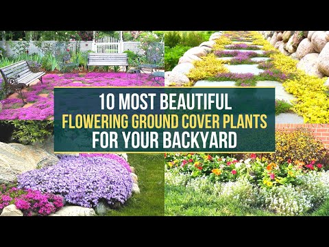 10 Most Beautiful Flowering Ground Cover Plants For Your Backyard 🌺🌸