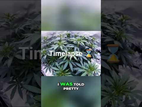 π± Wild Berry Runtz Strain | Phenotype Hunt From Seed