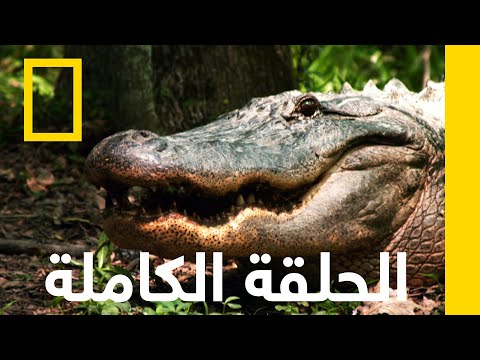 دلتا بلوز | ميسيسيبي البرية | ناشونال جيوغرافيك أبوظبي