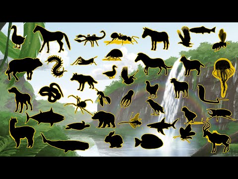 🐯✨ Guess the Shadow of the 40 Animals – Can You Get Them All Right? 😱🐾