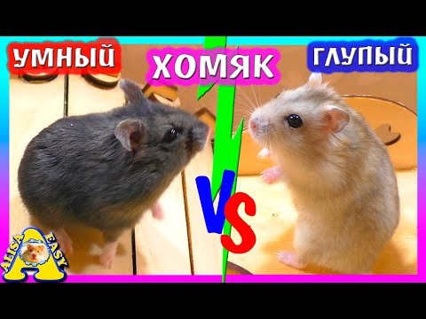ХОМЯК Умный ИЛИ Глупый? / Как ПРИРУЧИТЬ ХОМЯКА? / Как приучить Хомки к ТУАЛЕТУ? / Alisa Easy Pets