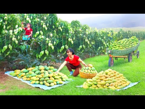 TIMELAPSE -- Preparing a Giant 100kg Mango Feast for the Whole Village | Phương Countryside