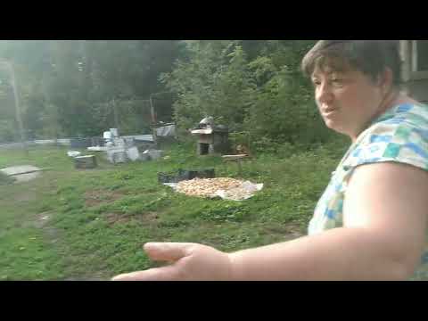 Sawing//Preparing the area for repair work//Second honey pumping.