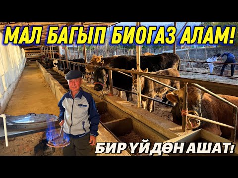 2 УЙДАН БИР ҮЙГӨ ЖЕТЕ ТУРГАН ГАЗ ЧЫГАТ 🤯 #байтв 