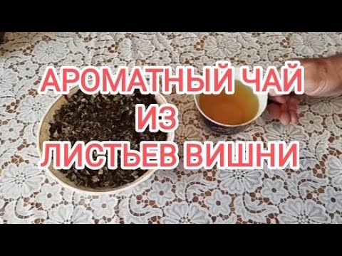 Ферментируем ароматный чай из листьев вишни.