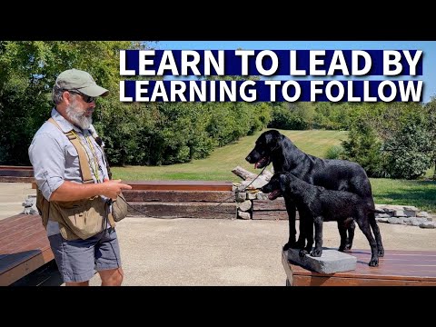 Our New British Labrador Retriever Puppy | Watch Him  Learn to Be A Mentor Dog