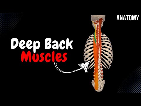 Deep Back Muscles (Division, Origin, Insertion, Function)