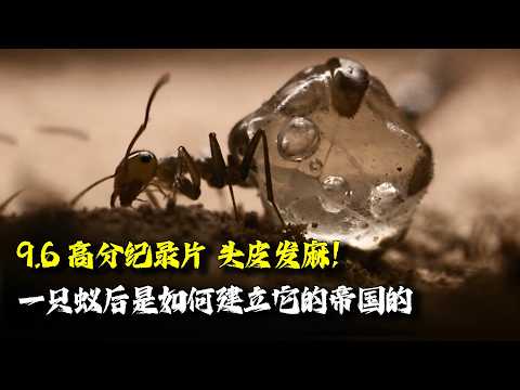 9.6高分纪录片，零差评，一只蚁后是如何建立它的帝国的，看完后劲太大了！