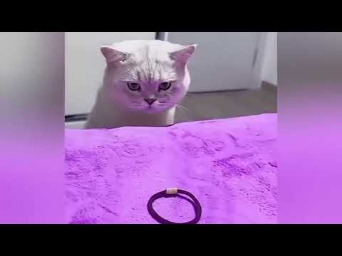 Lustige Tiere, die Freude in deinen Tag bringen ♥