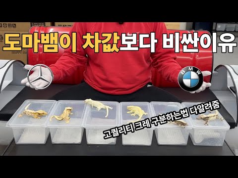 도마뱀이 차값보다 비싸다?! *쉽게안알려주는 고퀄크레 구분법*