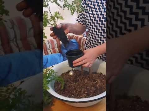 Адиантум (Венерин волос) - процесс пересадки от А до Я.