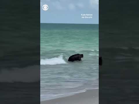 Bear spotted swimming at Naples, Florida, beach by mother and son #shorts