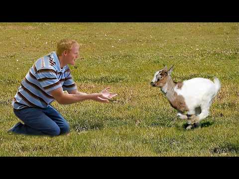 200 Times Animals Reunited With Owners After Years Will Melt Even the Coldest Hearts 💔