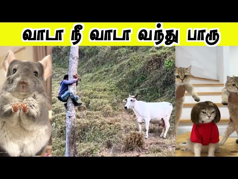 You are the bravest person🤣 | If you come, I will beat you | Hoomans