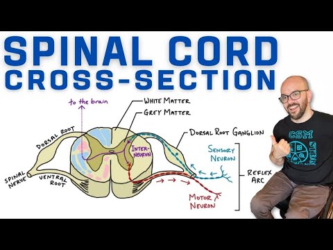 Spinal Cord Cross-Section | Anatomy, Reflex Arc, and Ascending/Descending Tracts