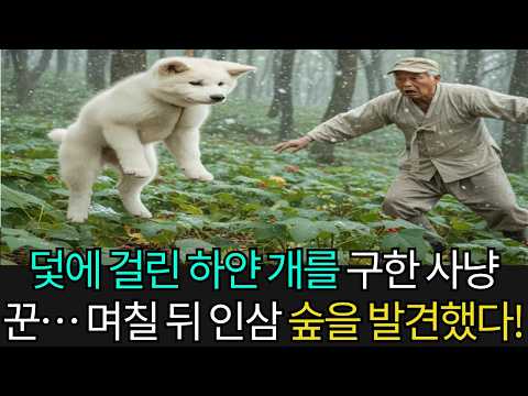 외로운 사냥꾼이 덫에 걸린 하얀 개 모자를 구한 날… 며칠 뒤, 기적처럼 인삼 숲을 발견했다!