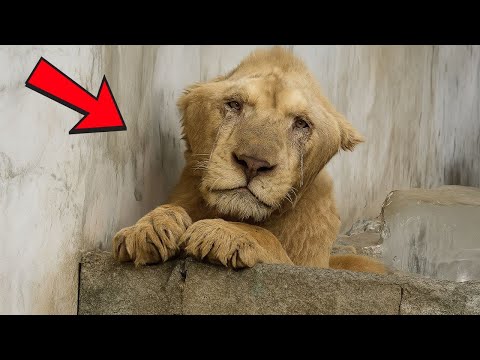 Un lion enfermé et maltraité pendant 3 ans, pleurant et suppliant les humains de le sauver