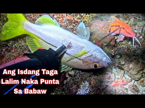 Ep 655 Ang Isdang Taga Lalim Naka Punta Sa Babaw night spearfishing Philippines