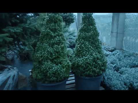 растения который будут жить в тени.растения тени выносливые