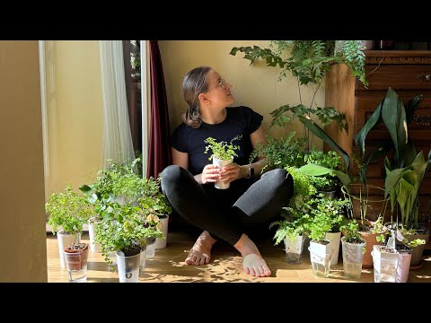 Адиантум (венерин волос)🌿 Все о посадке, уходе и различных сортах в моей коллекции