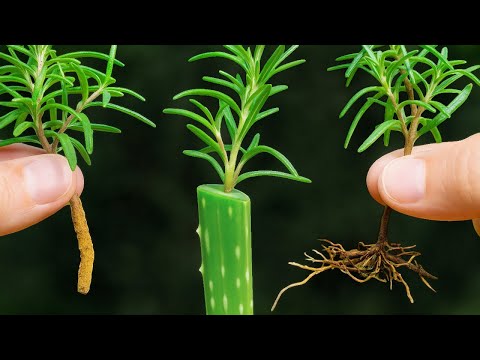 🌿Cómo Multiplicar el Romero en Agua, Fácil y Rápido