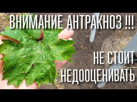 АНТРАКНОЗ! КАК ОПРЕДЕЛИТЬ, ЧЕМ ОПАСНА, ЧЕМ ЛЕЧИТЬ, КОГДА РАЗВИВАЕТСЯ , КАК УБЕРЕЧЬ СЕБЯ!