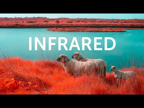 Modifying my Camera to see the World Differently - INFRARED PHOTOGRAPHY