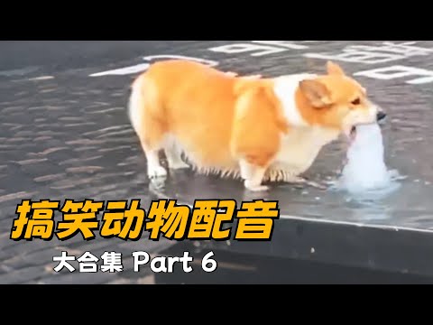 【搞笑动物配音】专治不开心！一次看过瘾180超长大合集篇