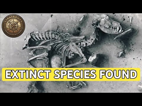 DNA of Ancient Dogs Reveals Where The First Americans Really Came From