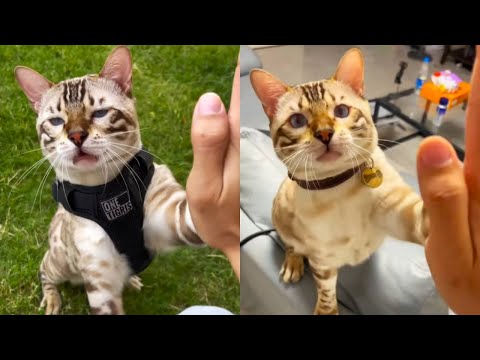 When I told Hachio other people's cats would high-five, my competitive side kicked in and I wanted