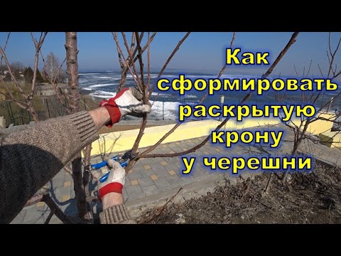 Как сформировать раскрытую крону у черешни