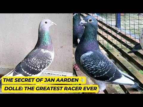 Jan Aarden Racing Pigeons – The Untold Story of a Dynasty.