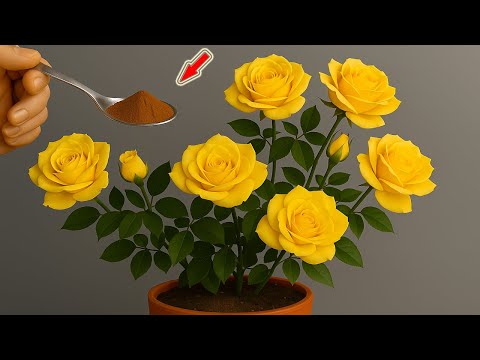 Sprinkle A Little On Top! Suddenly The Rose Branch Takes Root And Blooms All Year Round!