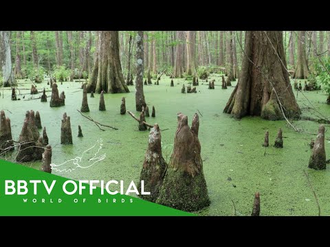 Swamp Forests | Where Water Builds an Ecosystem | BBTV Official