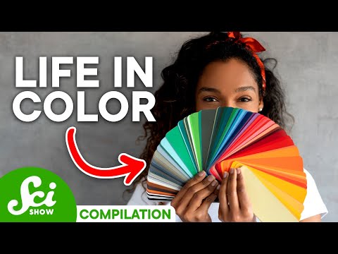 How Language Changes How We See Color | Compilation