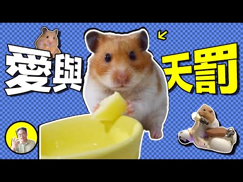 田鼠之殤，愛真的只是激素嗎？当灵魂超脫肉體，人類又能否逃離天罰......｜總裁聊聊