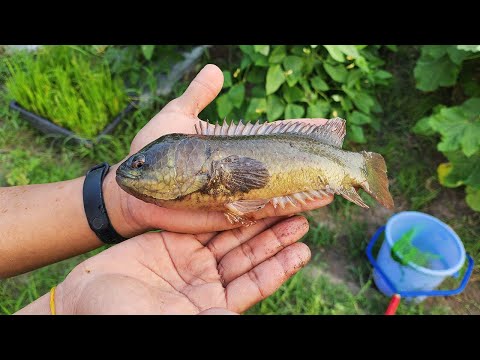 Let's catch and eat the unique fish that walks on land, the croaker!